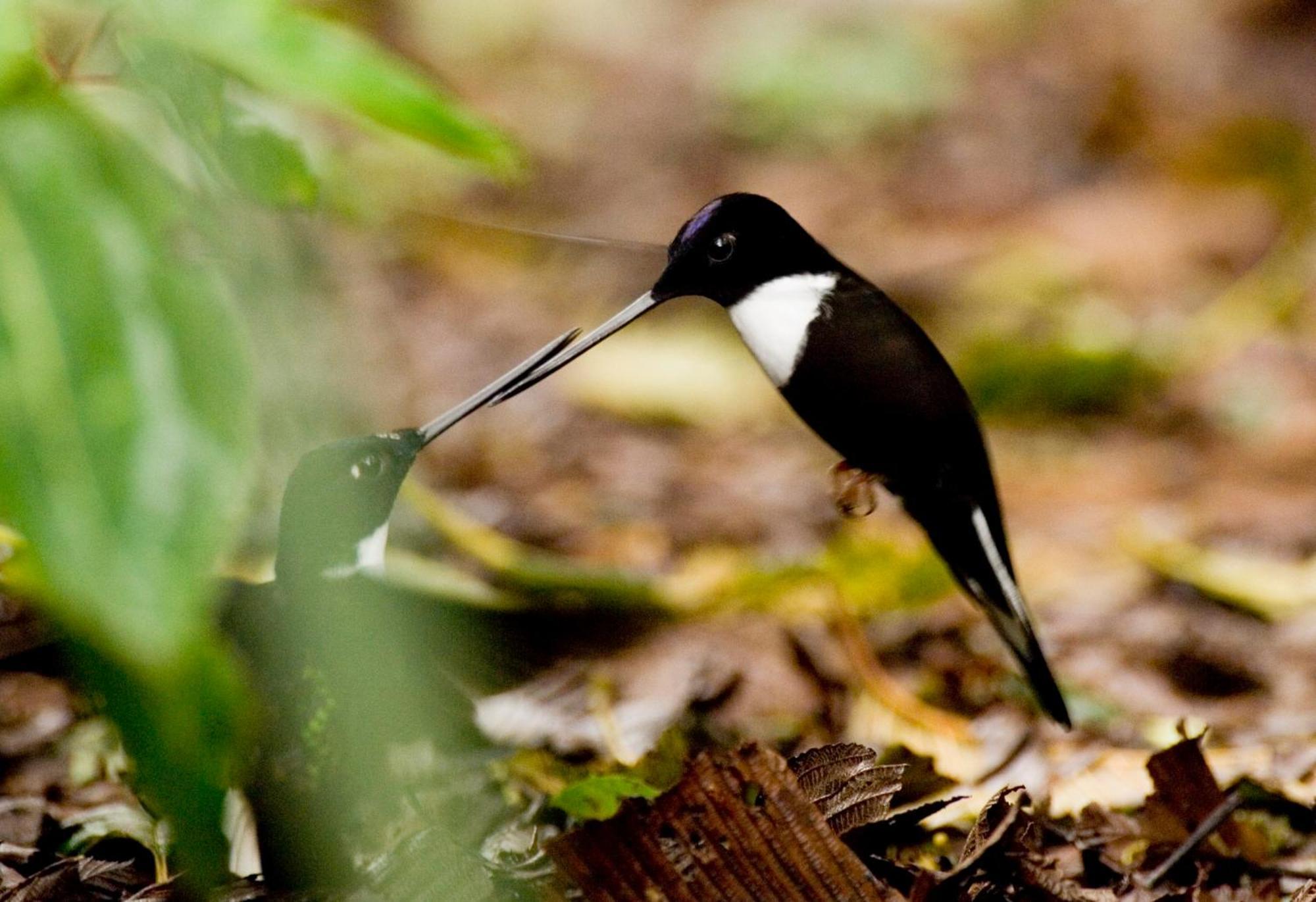 Bellavista Cloud Forest Lodge & Private Protected Area Tandayapa Екстер'єр фото