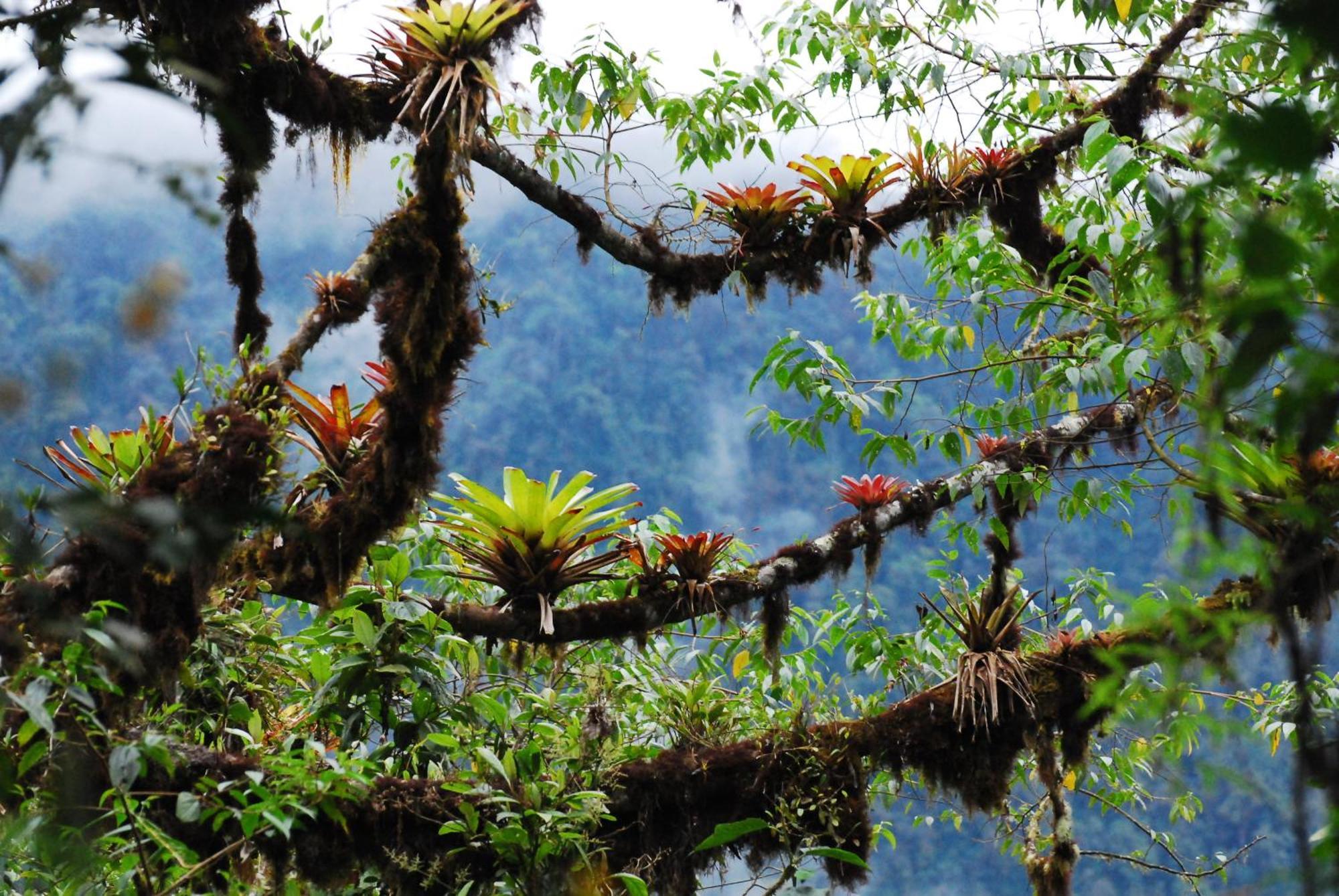 Bellavista Cloud Forest Lodge & Private Protected Area Tandayapa Екстер'єр фото